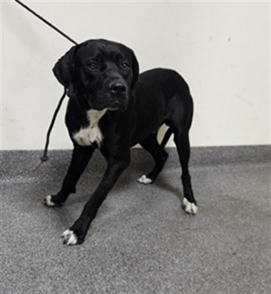 Shelter Stray Male Dog last seen , 3201 Lacy St, Los Angeles, CA 90031, USA