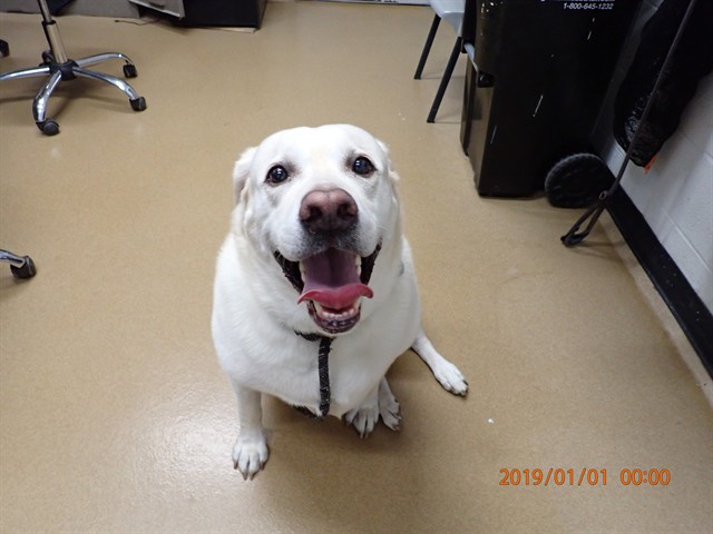 Shelter Stray Male Dog last seen ST CHARLES CO, 4850 Mid Rivers Mall Dr, St Peters, MO 63376, USA