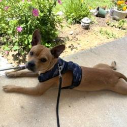 Shelter Stray Female Dog last seen , 4710 TX-151, San Antonio, TX 78227, USA