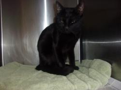 Shelter Stray Male Cat last seen , 14409 Vanowen St, Van Nuys, CA 91405, USA