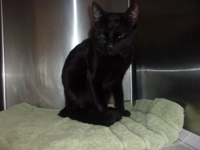 Shelter Stray Male Cat last seen , 14409 Vanowen St, Van Nuys, CA 91405, USA