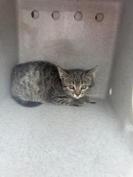Shelter Stray Female Cat last seen Near BLOCK W 5400 S, TAYLORSVILLE UT 84129, 4522 W 3500 S, West Valley City, UT 84120, USA