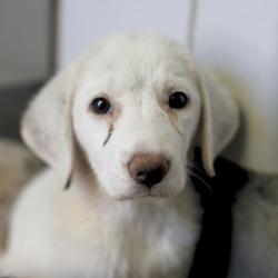 Shelter Stray Female Dog last seen THORAIN, 4710 TX-151, San Antonio, TX 78227, USA