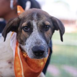 Shelter Stray Female Dog last seen THORAIN, 4710 TX-151, San Antonio, TX 78227, USA
