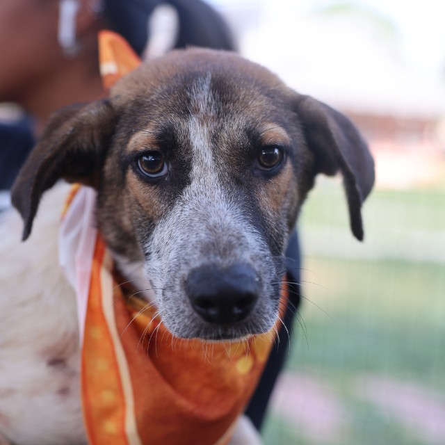 Shelter Stray Female Dog last seen THORAIN, 4710 TX-151, San Antonio, TX 78227, USA