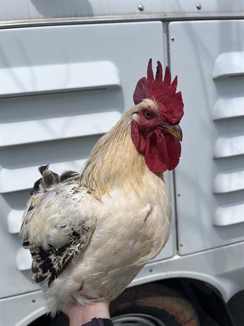 Shelter Stray Unknown Bird last seen Near BLOCK SE 44TH ST, OKLAHOMA CITY OK 73135, 2811 SE 29th St, Oklahoma City, OK 73129, USA