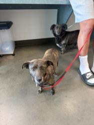 Shelter Stray Female Dog last seen , West Valley Animal Shelter, 20655 Plummer St, Chatsworth, CA 91311, USA