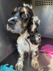 Shelter Stray Male Dog last seen Near ROLLING MEADOWS DR, SPARKS NV 89436, 2825 Longley Ln Suite A, Reno, NV 89502, USA