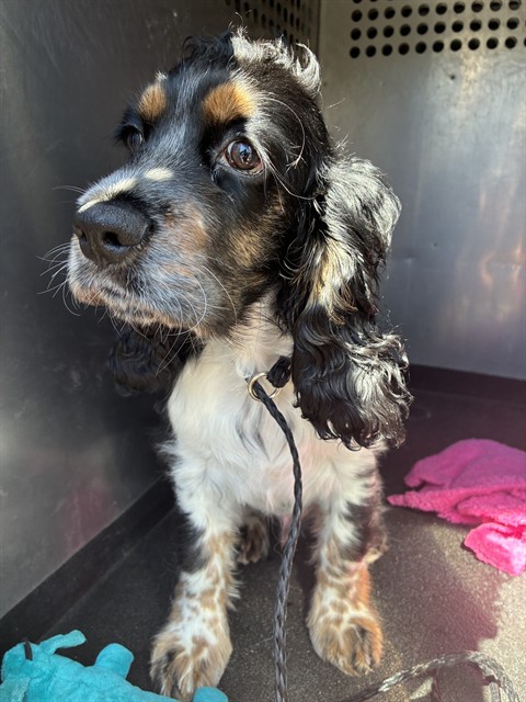 Shelter Stray Male Dog last seen Near ROLLING MEADOWS DR, SPARKS NV 89436, 2825 Longley Ln Suite A, Reno, NV 89502, USA