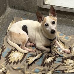 Shelter Stray Male Dog last seen BLUE SPRING, 4950 SW Triana Blvd, Huntsville, AL 35805, USA
