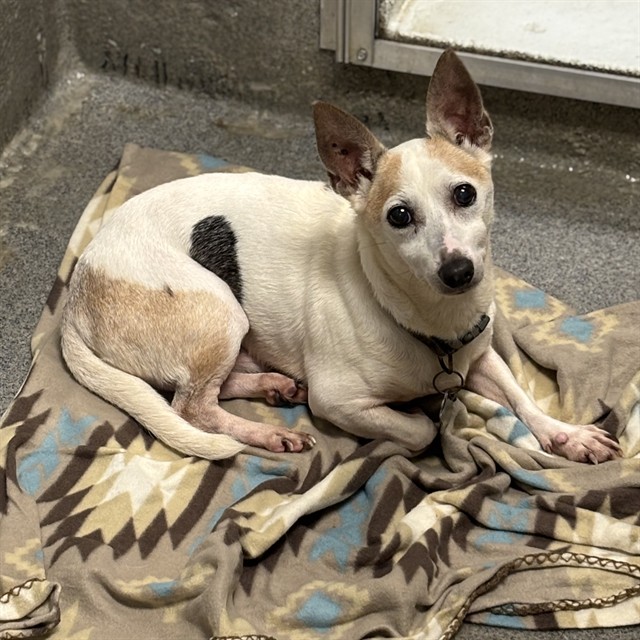 Shelter Stray Male Dog last seen BLUE SPRING, 4950 SW Triana Blvd, Huntsville, AL 35805, USA