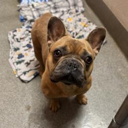 Shelter Stray Male Dog last seen LAKEWOOD DR, 4950 SW Triana Blvd, Huntsville, AL 35805, USA