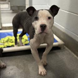 Shelter Stray Female Dog last seen Near JUNIPER, 4950 SW Triana Blvd, Huntsville, AL 35805, USA