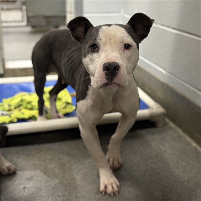 Shelter Stray Female Dog last seen Near JUNIPER, 4950 SW Triana Blvd, Huntsville, AL 35805, USA