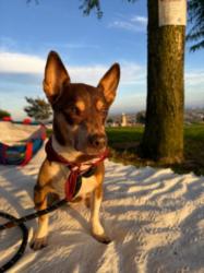 Shelter Stray Male Dog last seen , 1850 W 60th St, Los Angeles, CA 90047, USA
