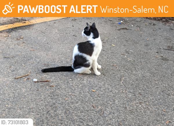 Found/Stray Unknown Cat last seen New Walkertown Road area of Winston Salem, nc, Winston-Salem, NC 27105