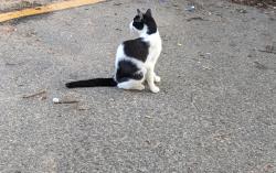 Found/Stray Unknown Cat last seen New Walkertown Road area of Winston Salem, nc, Winston-Salem, NC 27105