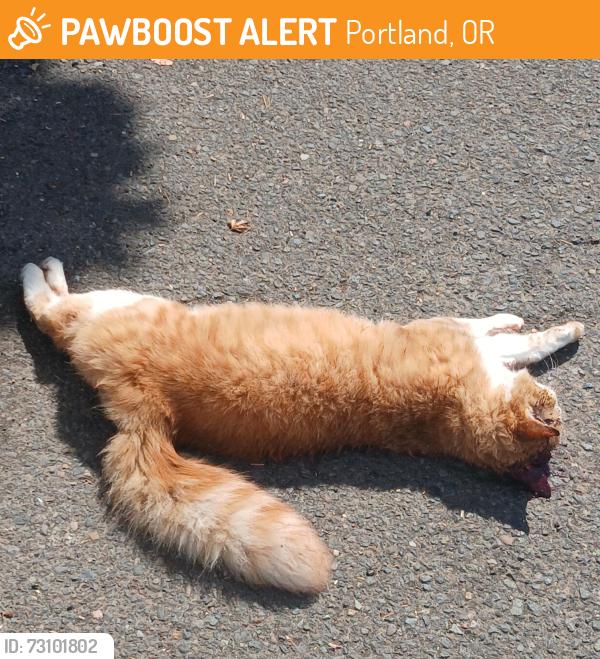 Found/Stray Unknown Cat last seen se 142nd, Portland, OR 97236