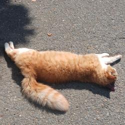 Found/Stray Unknown Cat last seen se 142nd, Portland, OR 97236