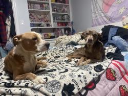 Reunited Male Dog last seen Near highway 14, Simpsonville, SC 29681