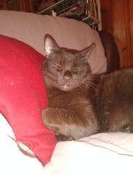 Lost Male Cat last seen Browns Road Main Street, Millbrook, AL 36054