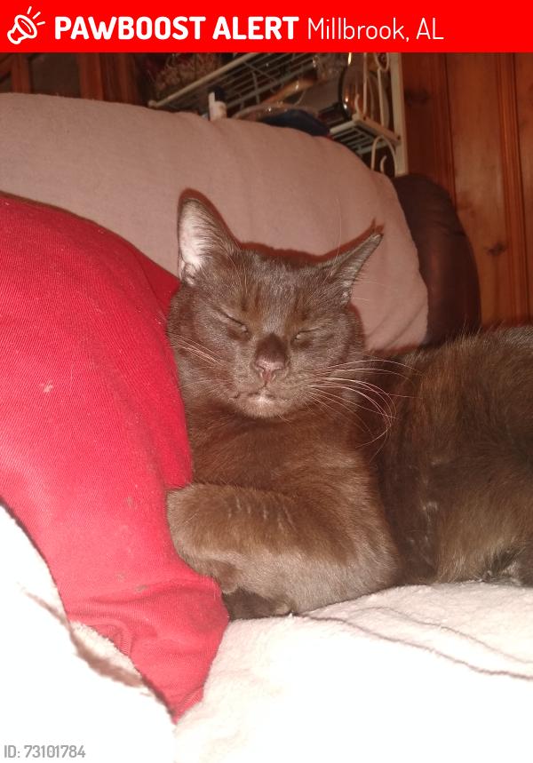 Lost Male Cat last seen Browns Road Main Street, Millbrook, AL 36054