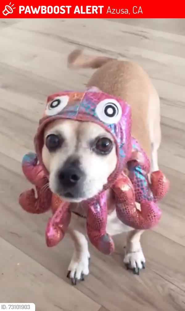 Lost Female Dog last seen certified market azusa, Azusa, CA 91702