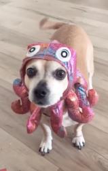 Lost Female Dog last seen certified market azusa, Azusa, CA 91702