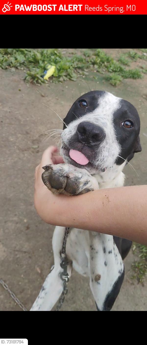 Lost Male Dog last seen Railey creek road, Reeds Spring, MO 65737
