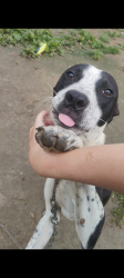 Lost Male Dog last seen Railey creek road, Reeds Spring, MO 65737