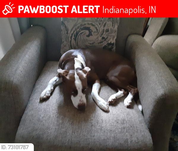 Lost Female Dog last seen Shelbyville Road and Wagon Wheel Trail, Indianapolis, IN 46237