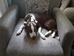 Lost Female Dog last seen Shelbyville Road and Wagon Wheel Trail, Indianapolis, IN 46237