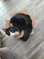 Reunited Male Cat last seen Maritime Dr Clearfield, Houston, TX 77044