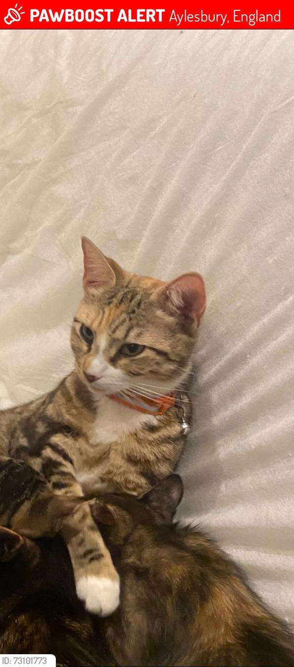 Lost Female Cat last seen Walton court area Ellen road roundabout by Witham Way, Aylesbury, England 