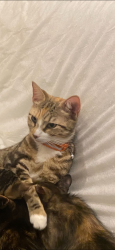 Lost Female Cat last seen Walton court area Ellen road roundabout by Witham Way, Aylesbury, England 