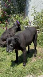 Reunited Male Dog last seen Clara st, Port Hueneme, CA 93041