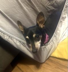 Lost Female Dog last seen Gigantic Mill Shopping Center, Spring, TX 77380