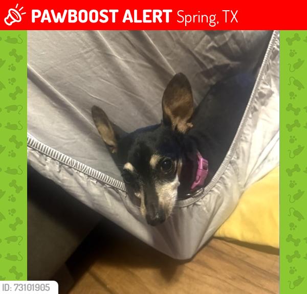 Lost Female Dog last seen Gigantic Mill Shopping Center, Spring, TX 77380