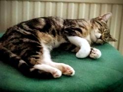 Lost Female Cat last seen Dn22ofy, Nottinghamshire, England DN22 0FY