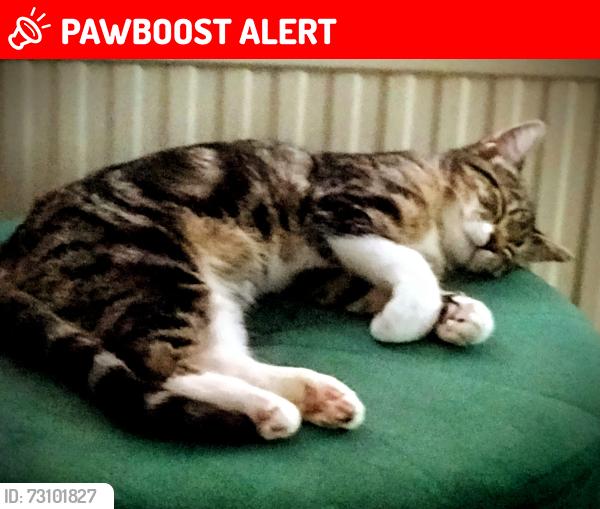 Lost Female Cat last seen Dn22ofy, Nottinghamshire, England DN22 0FY