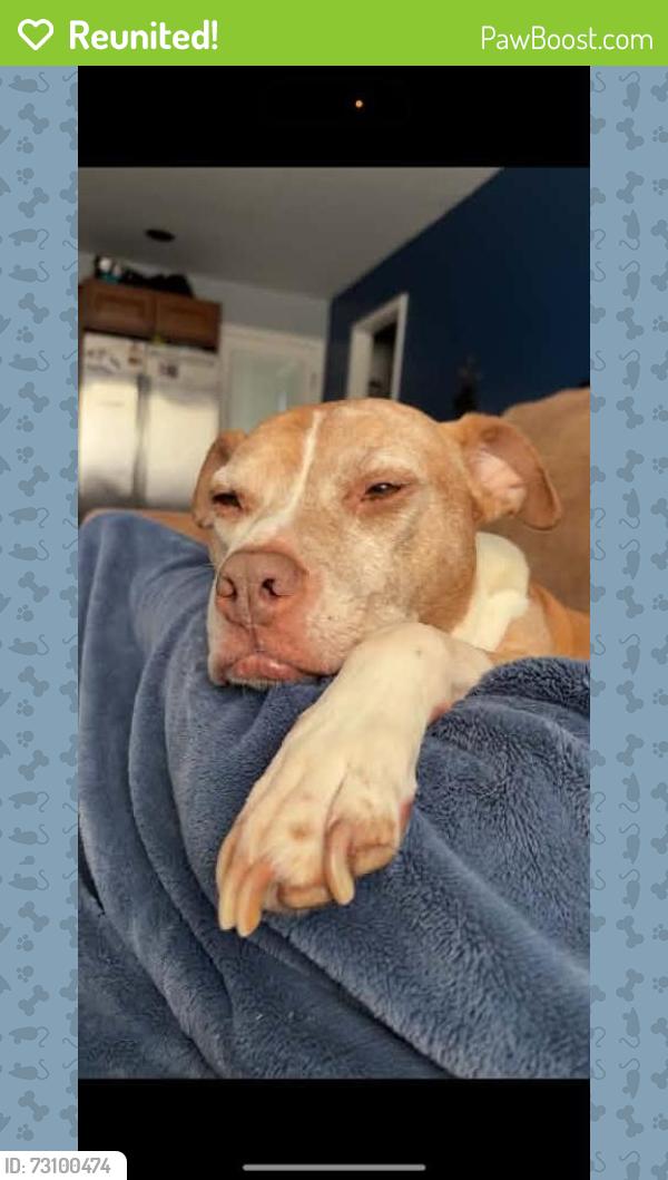 Reunited Female Dog last seen Meadow Trail, Delta PA, Susquehanna Trails, PA 17314
