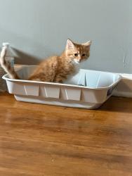 Lost Male Cat last seen Near Anniston Drive, Lexington, KY 40505