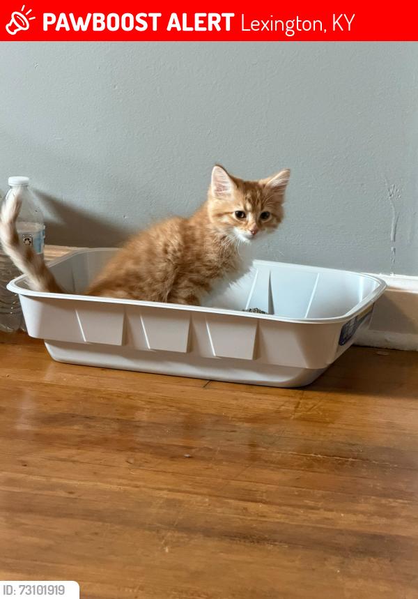 Lost Male Cat last seen Near Anniston Drive, Lexington, KY 40505