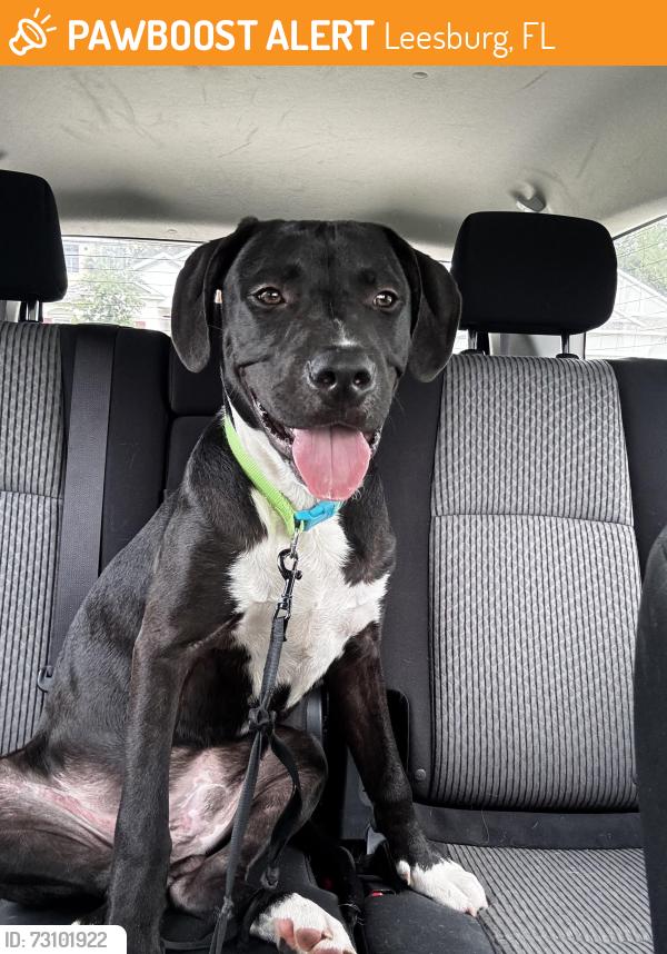 Found/Stray Male Dog last seen Bradford Ridge Dr and Sleepy Hollow, Leesburg, FL 34748