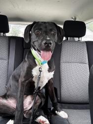 Found/Stray Male Dog last seen Bradford Ridge Dr and Sleepy Hollow, Leesburg, FL 34748