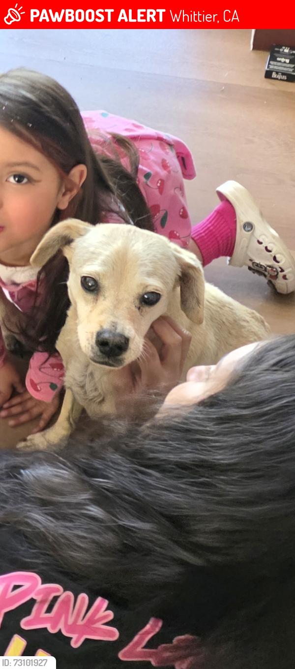 Lost Male Dog last seen Painter Ave/Whittier Blvd, Whittier, CA 90602