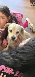 Lost Male Dog last seen Painter Ave/Whittier Blvd, Whittier, CA 90602
