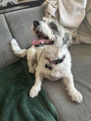 Found/Stray Male Dog last seen Cathedral Canton, Cathedral City, CA 92234