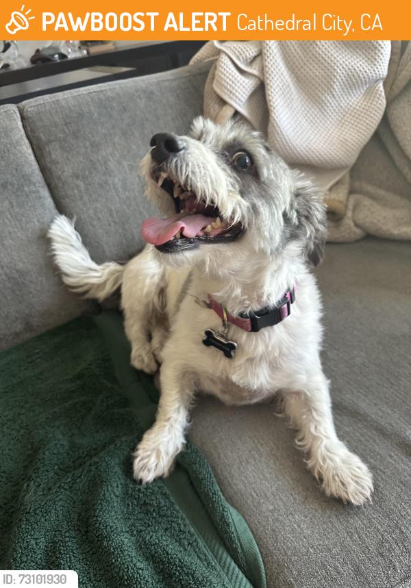 Found/Stray Male Dog last seen Cathedral Canton, Cathedral City, CA 92234