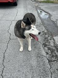 Found/Stray Unknown Dog last seen Entre la 6 y 7 Ave, 36 St Hialeah 33012, Hialeah, FL 33010